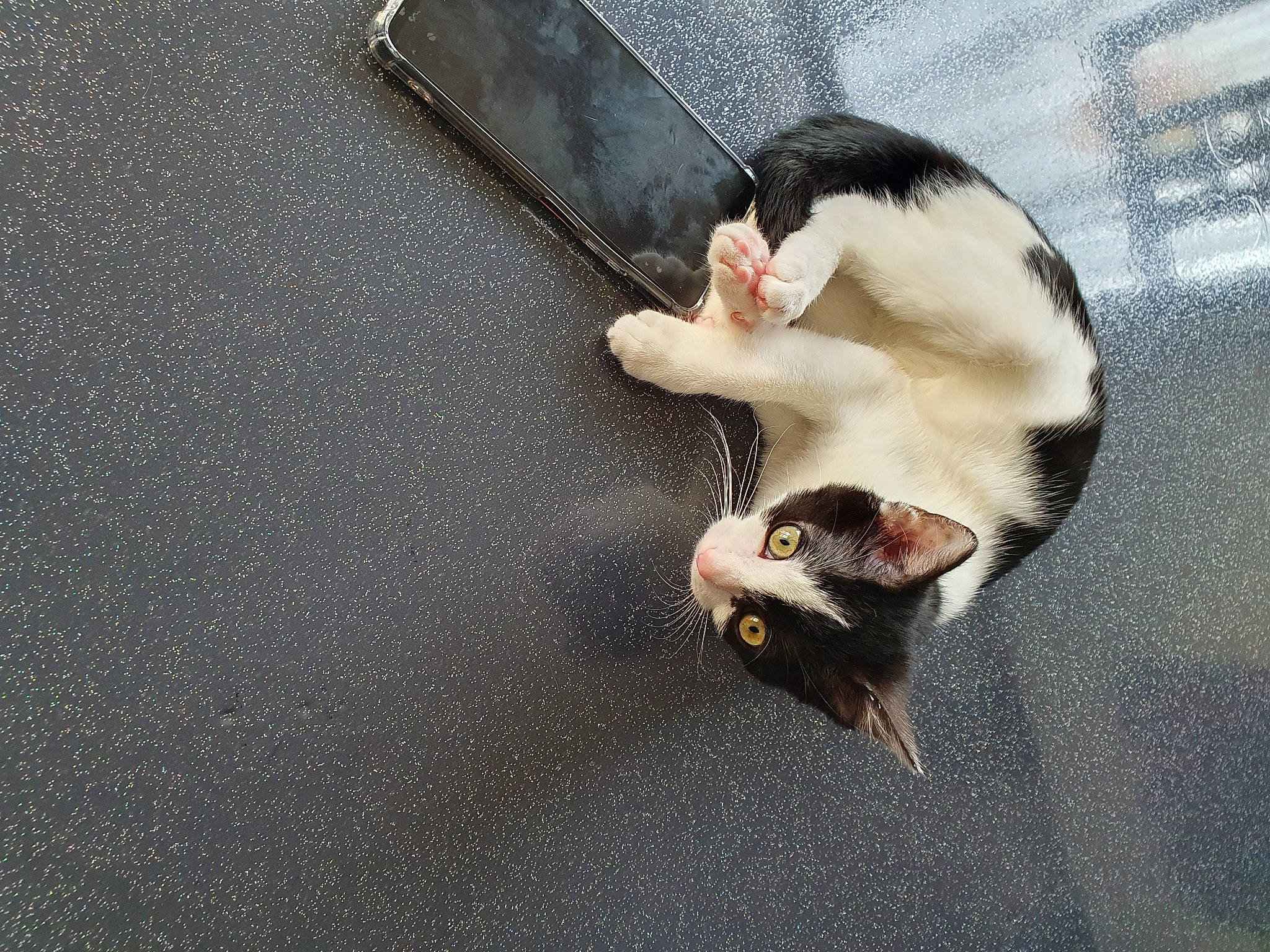 Peachy a rejoint le concours — aidez-le/la à gagner de superbes lots ! asphalt, automotive_lighting, canidae, carnivore, cat, claw, dog_breed, domestic_short_haired_cat, felidae, flooring, fur, grey, paw, road_surface, small_to_medium_sized_cats, snout, sporting_group, tail, whiskers, wood