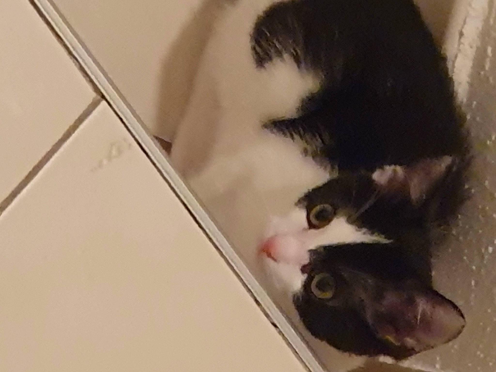 Peachy a rejoint le concours — aidez-le/la à gagner de superbes lots ! box, cardboard, carnivore, cat, claw, domestic_short_haired_cat, eye, felidae, flooring, foot, fur, paw, room, small_to_medium_sized_cats, snout, tail, vertebrate, whiskers, wood