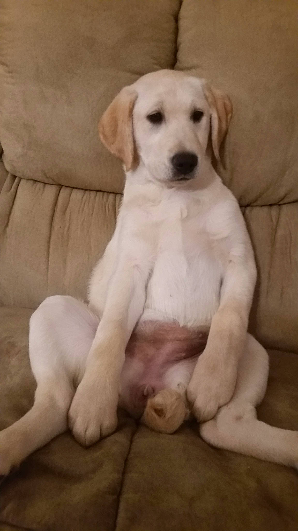 Sophie is registered to the contest to win money with this photo: akbash_dog, beagador, canidae, carnivore, companion_dog, dog, dog_breed, fawn, labrador_retriever, mammal, puppy, puppy_love, rajapalayam, rare_breed_dog, retriever, snout, sporting_group, tail, vertebrate