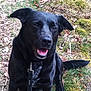 dog, black_dog, outdoor, grass, leaves, pet, canine, animal, happy, sitting, nature, collar, leash, fur, tail, closeup, portrait, daylight, smile, friendly
