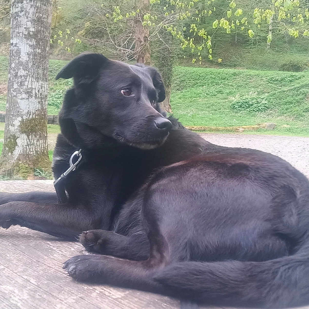 Bella participe au concours pour gagner de l'argent avec cette photo : animal, black_dog, calm, canine, collar, daylight, dog, fur, grass, leash, nature, outdoor, park, paw, pet, quiet, relaxed, side_view, tree, wooden_surface