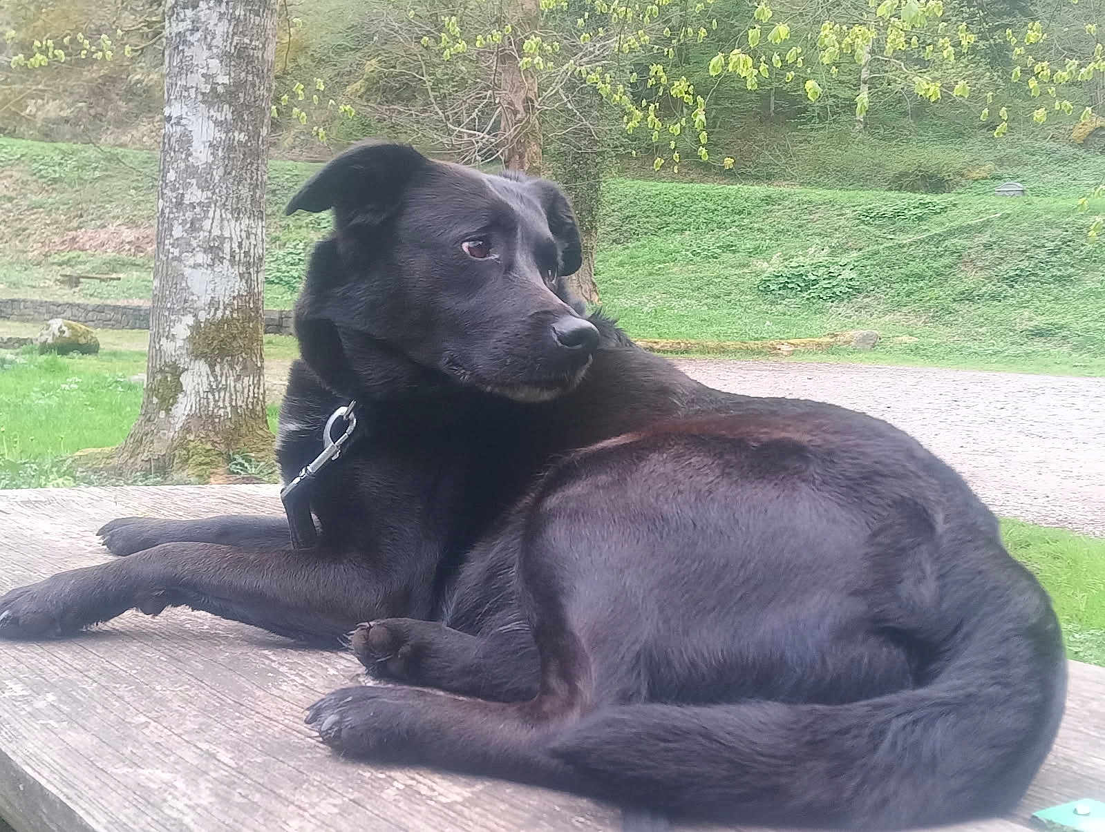 Bella