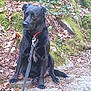dog, black_dog, leash, collar, forest, moss, rocks, leaves, outdoor, nature, animal, pet, sitting, canine, ground, trees, woodland, daylight, alert, fur