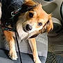 Maya participe au concours pour gagner de l'argent avec cette photo : dog, pet, car_interior, seat, leash, animal, canine, looking_up, brown_fur, black_fur, ears, eyes, nose, floor_mat, cup_holder, car_door, window_controls, seat_fabric, restraint, domestic_animal