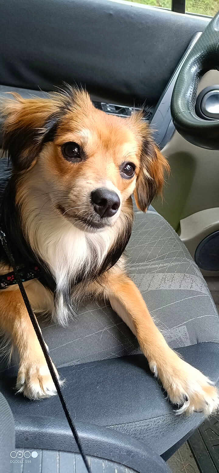 Maya participe au concours pour gagner de l'argent avec cette photo : dog, pet, car, seat, leash, closeup, fur, ears, nose, paw, animal, companion, cute, domestic_animal, indoor, portrait, canine, friendly, sitting, vehicle_interior