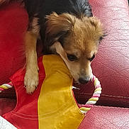 Maya participe au concours pour gagner de l'argent avec cette photo : dog, puppy, toy, rope, couch, red_leather, indoor, pet, chewing, playful, small_dog, fur, brown, black, white, fabric, close_up, animal, cute, relaxed