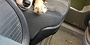 Maya participe au concours pour gagner de l'argent avec cette photo : dog, car, car_seat, pet, resting, indoor, animal, brown_fur, black_fur, white_fur, seat_belt, vehicle_interior, floor_mat, door_panel, paw, cute, closeup, looking_down, tired, canine
