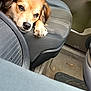 animal, black_fur, brown_fur, canine, car, car_seat, closeup, cute, dog, door_panel, floor_mat, indoor, looking_down, paw, pet, resting, seat_belt, tired, vehicle_interior, white_fur