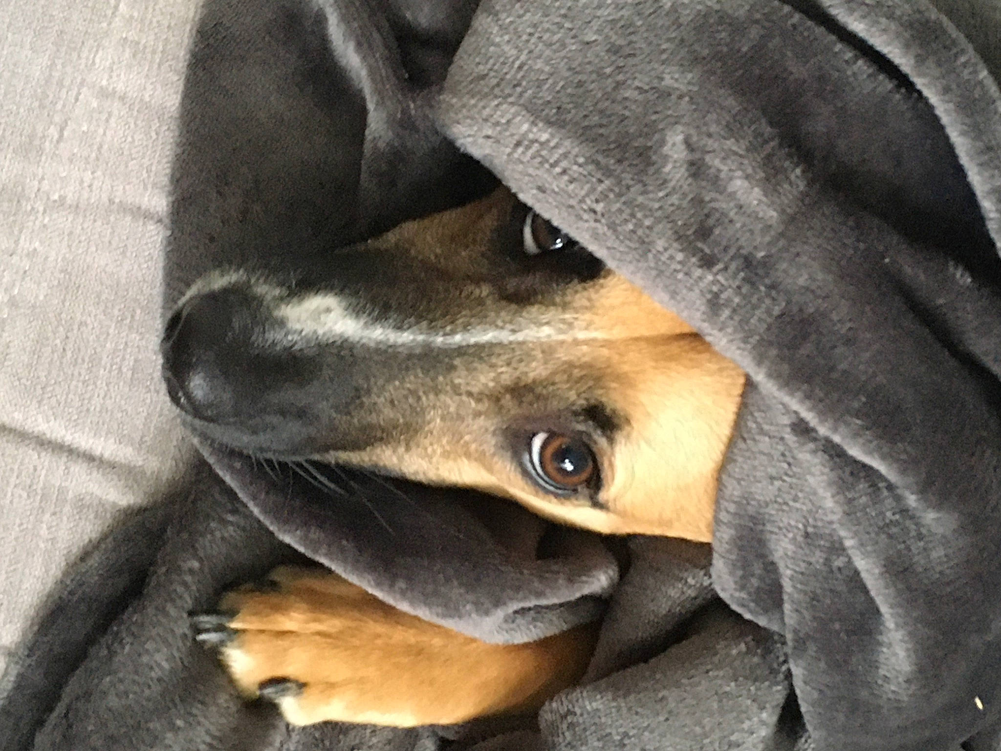 Tyron participe au concours pour gagner de l'argent avec cette photo : canidae, carnivore, comfort, companion_dog, denim, dog, dog_breed, electric_blue, fawn, fur, grey, liver, snout, sporting_group, whiskers, working_animal