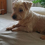 Filou participe au concours pour gagner de l'argent avec cette photo : dog, pet, indoor, blanket, remote_control, plant, window, curtains, wooden_furniture, floor, light, relaxing, cozy, fur, side_view, mammal, domestic_animal, resting, living_room, comfort