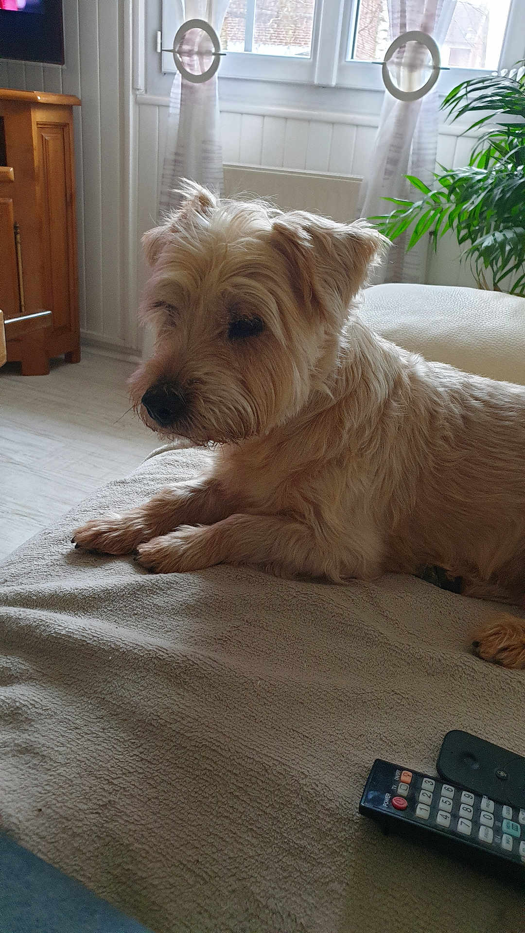 Filou participe au concours pour gagner de l'argent avec cette photo : dog, pet, indoor, blanket, remote_control, plant, window, curtains, wooden_furniture, floor, light, relaxing, cozy, fur, side_view, mammal, domestic_animal, resting, living_room, comfort