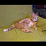 cat, orange_tabby, feline, pet, animal, couch, sofa, green, indoors, home, lounging, sitting, relaxed, striped_fur, tail, paws, ears, whiskers, furniture, portrait