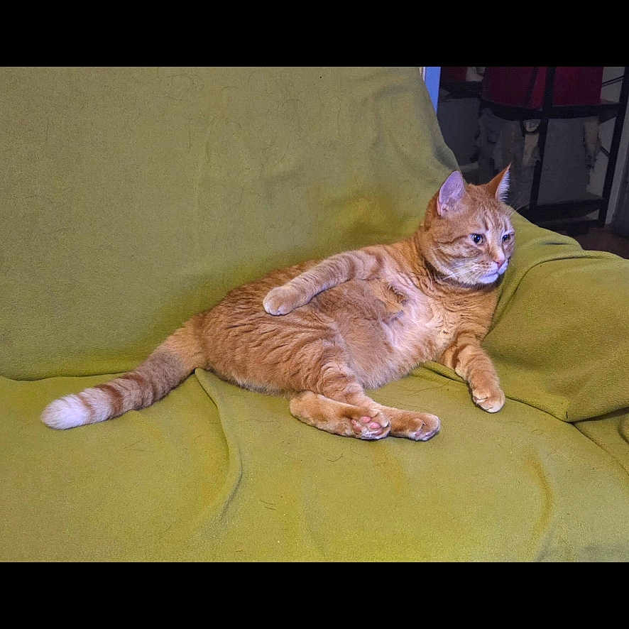 Voyou a rejoint le concours — aidez-le/la à gagner de superbes lots ! cat, orange_tabby, feline, pet, animal, couch, sofa, green, indoors, home, lounging, sitting, relaxed, striped_fur, tail, paws, ears, whiskers, furniture, portrait
