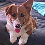 animal, blurred_background, corgi, couch, cozy, cute, dog, domestic_animal, ear_up, friendly, fur, indoor, nose, paw, pet, puppy, relaxed, sitting, tongue_out, young
