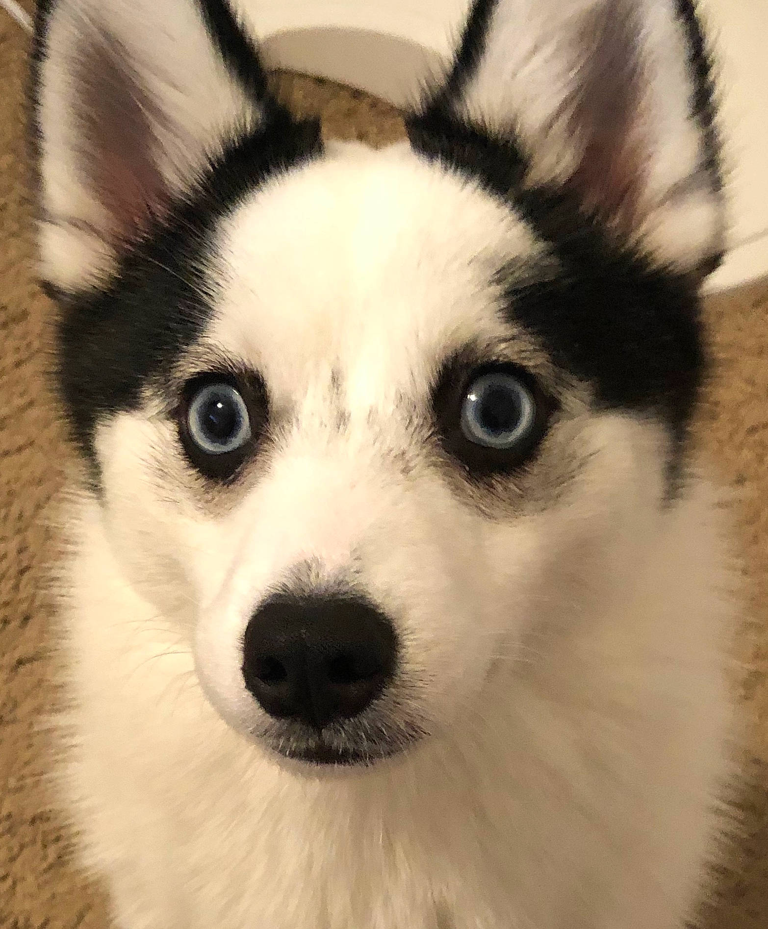 Kevin is registered to the contest to win money with this photo: alaskan_klee_kai, canadian_eskimo_dog, canidae, carnivore, dog, dog_breed, east_siberian_laika, greenland_dog, head, mammal, miniature_siberian_husky, native_american_indian_dog, nose, sakhalin_husky, siberian_husky, sled_dog, snout, vertebrate, whiskers, wolfdog