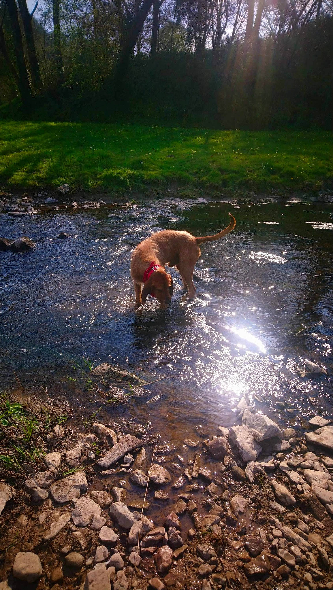 Magnum a rejoint le concours — aidez-le/la à gagner de superbes lots ! carnivore, dog, fawn, grass, lake, landscape, leg, leisure, natural_landscape, people_in_nature, plant, puddle, soil, sporting_group, stream, tail, tree, water, watercourse, working_animal