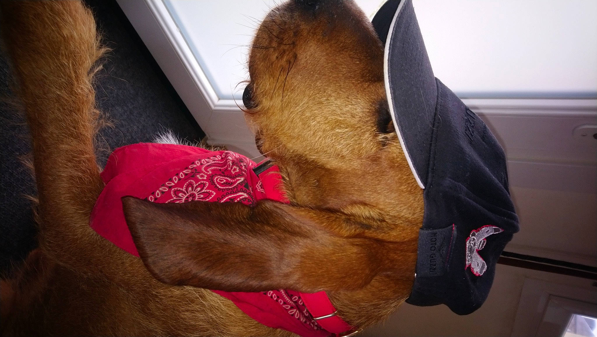 Magnum a rejoint le concours — aidez-le/la à gagner de superbes lots ! bag, cap, chest, comfort, eyewear, fashion_accessory, fawn, fur, gesture, hat, headgear, human_leg, leather, linens, liver, neck, personal_protective_equipment, selfie, shoulder, snout