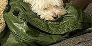 Pilou a rejoint le concours — aidez-le/la à gagner de superbes lots ! dog, small_dog, white_dog, puppy, couch, leather_sofa, green_jacket, blanket, sleeping, cozy, indoor, pet, fur, nose, whiskers, resting, closeup, home, comfort, relaxed