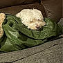 dog, small_dog, white_dog, puppy, couch, leather_sofa, green_jacket, blanket, sleeping, cozy, indoor, pet, fur, nose, whiskers, resting, closeup, home, comfort, relaxed