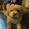 Poppins is registered to the contest to win money with this photo: dog, small_dog, fluffy, pet, smiling, indoor, blanket, person, computer_screen, chair, furniture, living_room, happy, blurred_background, cozy, animal, cute, tongue_out, companion, resting