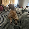 Poppins joined the competition — help win amazing prizes! dog, bed, blanket, stuffed_animal, curtains, clothing, indoor, fur, pet, relaxing, cozy, paws, furniture, room, sleepy, striped_sheet, casual, messy, light, window