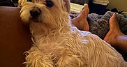 Poppins joined the competition — help win amazing prizes! dog, small_dog, fluffy, lap, indoor, living_room, television, furniture, person, bare_feet, relaxation, cozy, brown_fur, carpet, blanket, cooler, dim_lighting, home, pet, resting