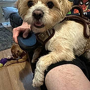 Poppins is registered to the contest to win money with this photo: dog, small_dog, fluffy_fur, pet, indoor, living_room, person, leg, sitting, toy, brown_dog, floor, wooden_floor, hand, marvel, spiderman, shirt, happy, closeup, furniture