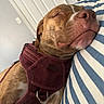 dog, sleeping, harness, resting, indoor, pillow, striped, brown_dog, closeup, pet, cute, calm, relaxed, domestic_animal, canine, fur, snout, whiskers, closed_eyes, cozy