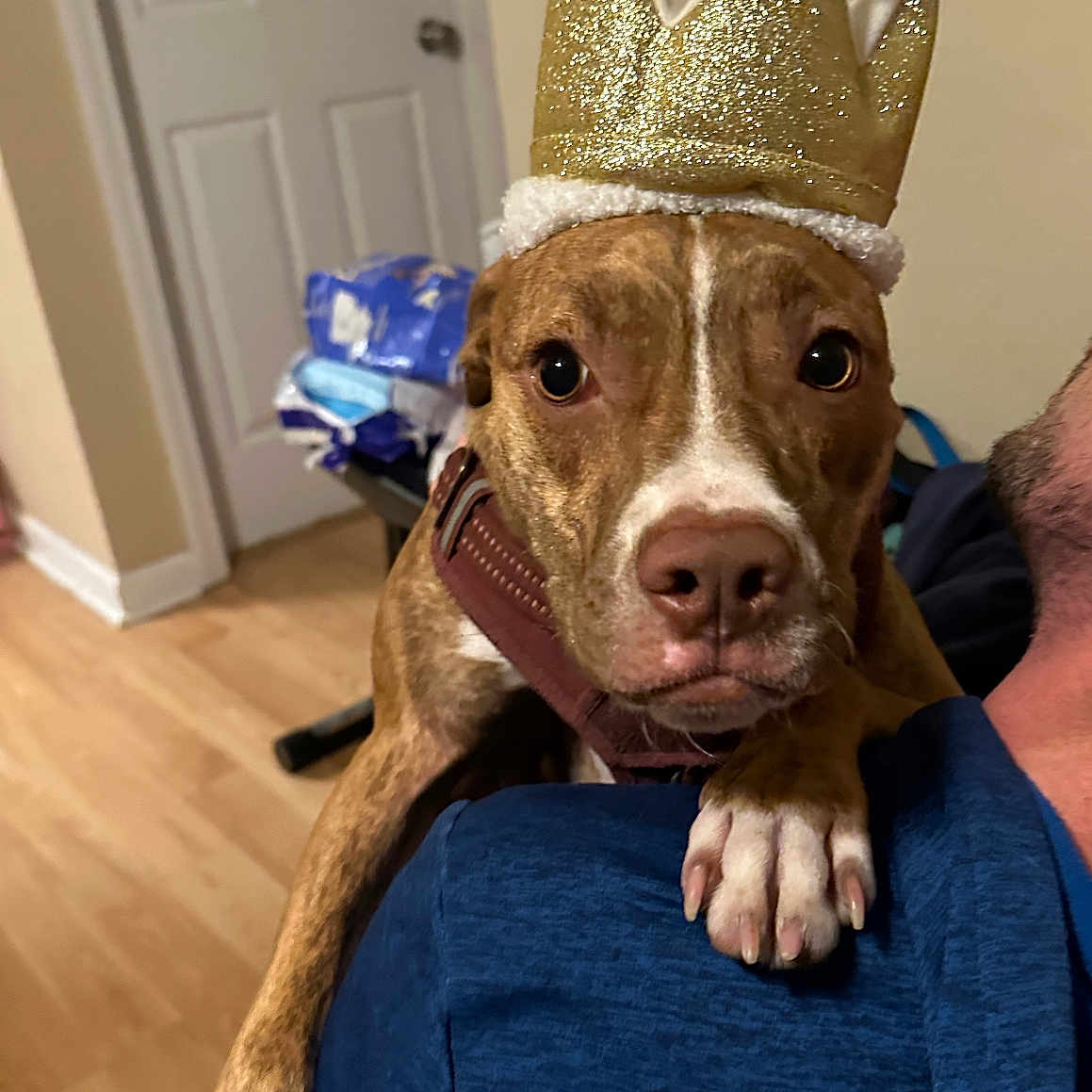 Roxi