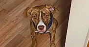 Roxi is registered to the contest to win money with this photo: dog, brown_dog, white_paws, wooden_floor, home_interior, exercise_equipment, dumbbells, bench, wall, corner, pet, indoor, flooring, looking_up, ears, sitting, animal, canine, domestic, house