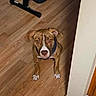 dog, brown_dog, white_paws, wooden_floor, home_interior, exercise_equipment, dumbbells, bench, wall, corner, pet, indoor, flooring, looking_up, ears, sitting, animal, canine, domestic, house
