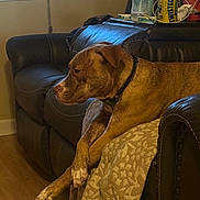 Roxi joined the competition — help win amazing prizes! dog, brindle, leather_couch, indoor, relaxed, paws_crossed, window, blinds, water_bottle, can, twisted_tea, armrest, blanket, wooden_floor, side_view, pet, domestic, household, furniture, casual