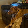 dog, brindle, leather_couch, indoor, relaxed, paws_crossed, window, blinds, water_bottle, can, twisted_tea, armrest, blanket, wooden_floor, side_view, pet, domestic, household, furniture, casual