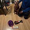 dog, crown, birthday, bone, toy, cookie, person, hoodie, floor, wooden_floor, indoor, celebration, pet, sitting, leash, food, treat, brown_dog, happy_birthday, crouching