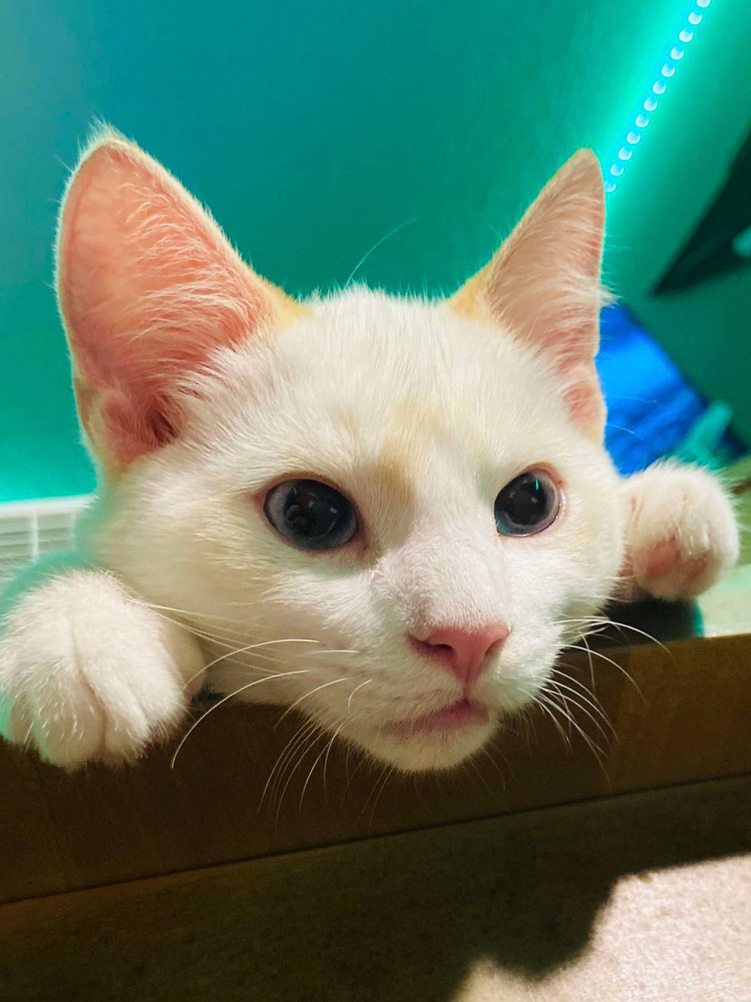 Biscuit joined the competition — help win amazing prizes! carnivore, cat, domestic_short_haired_cat, ear, eye, fawn, felidae, fur, nose, paw, small_to_medium_sized_cats, snout, tail, whiskers