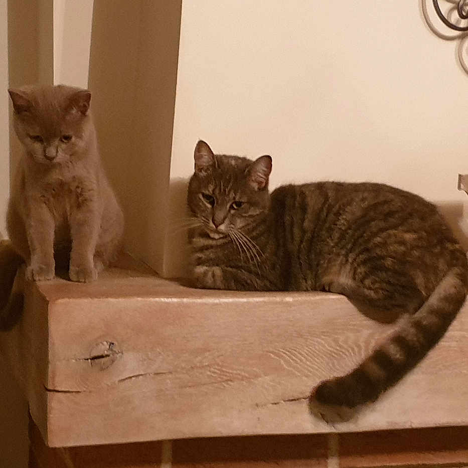Chelsy Et Baloo