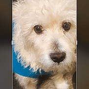 Kiing joined the competition — help win amazing prizes! dog, white_dog, fluffy, pet, animal, blue_harness, carpet, indoor, close_up, cute, fur, canine, companion, looking_up, adorable, small_dog, curious, domestic_animal, friendly, portrait