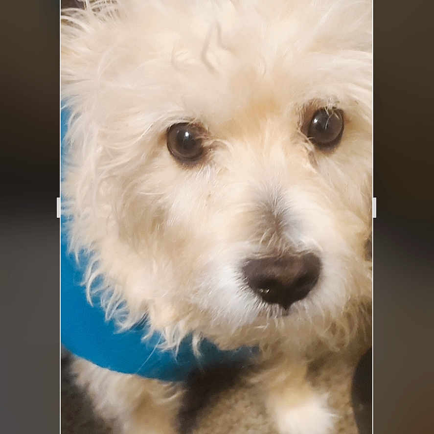 Kiing joined the competition — help win amazing prizes! adorable, animal, blue_harness, canine, carpet, close_up, companion, curious, cute, dog, domestic_animal, fluffy, friendly, fur, indoor, looking_up, pet, portrait, small_dog, white_dog
