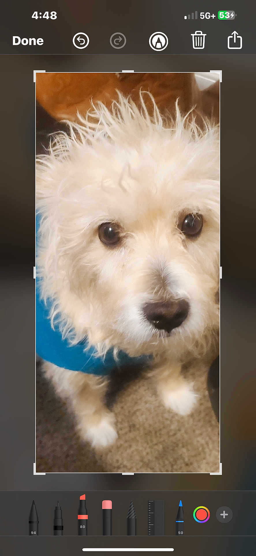 Kiing joined the competition — help win amazing prizes! dog, white_dog, fluffy, pet, animal, blue_harness, carpet, indoor, close_up, cute, fur, canine, companion, looking_up, adorable, small_dog, curious, domestic_animal, friendly, portrait