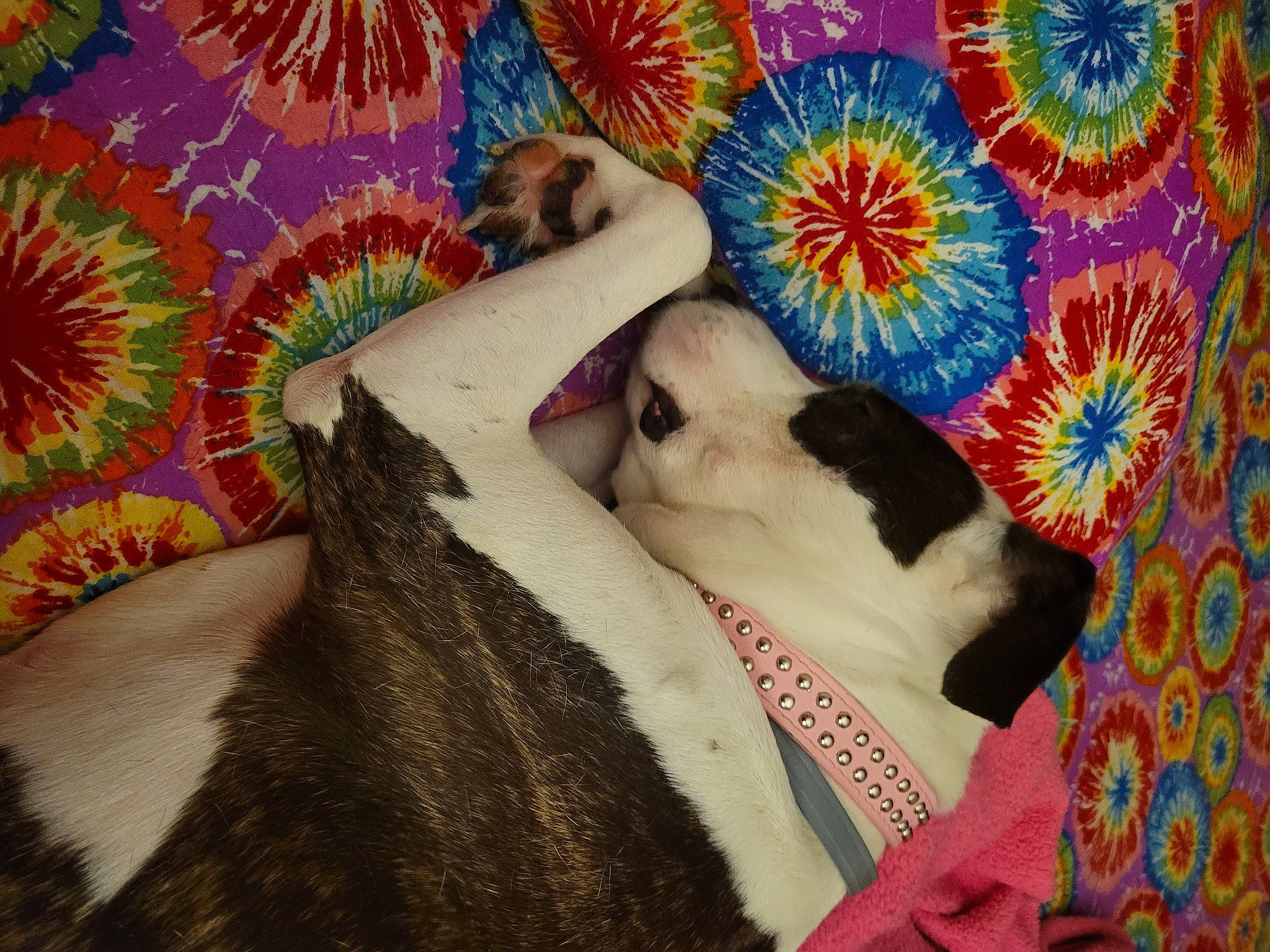 Lucy joined the competition — help win amazing prizes! art, carnivore, comfort, companion_dog, dog_breed, fawn, felidae, fur, human_leg, illustration, linens, magenta, painting, pattern, room, small_to_medium_sized_cats, textile, tie, visual_arts, wildlife