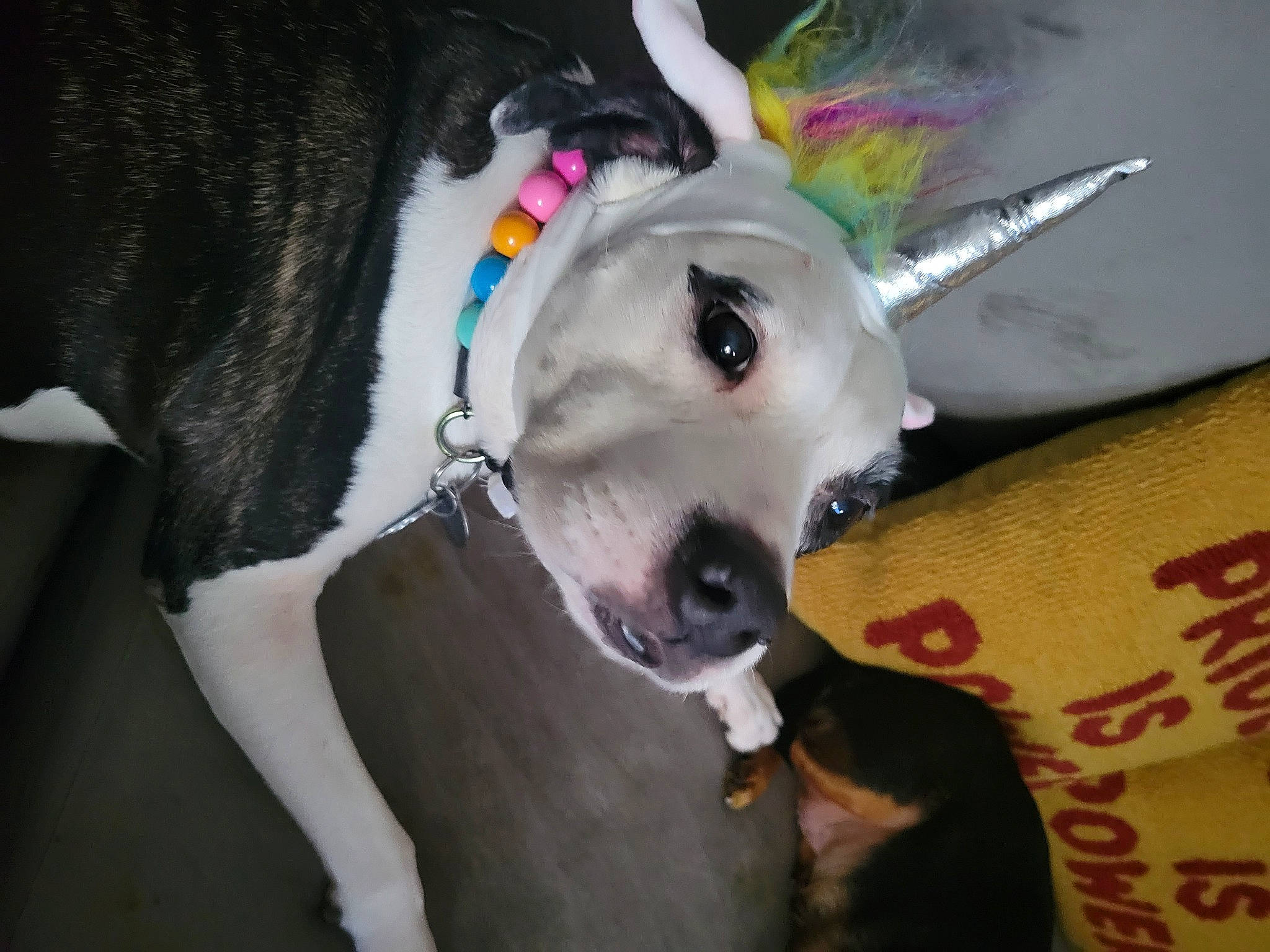 Lucy is registered to the contest to win money with this photo: canidae, carnivore, collar, companion_dog, dog, dog_breed, dog_collar, dog_supply, eyelash, fashion_accessory, fawn, fur, jaw, leash, non_sporting_group, pet_supply, snout, sporting_group, whiskers, working_animal