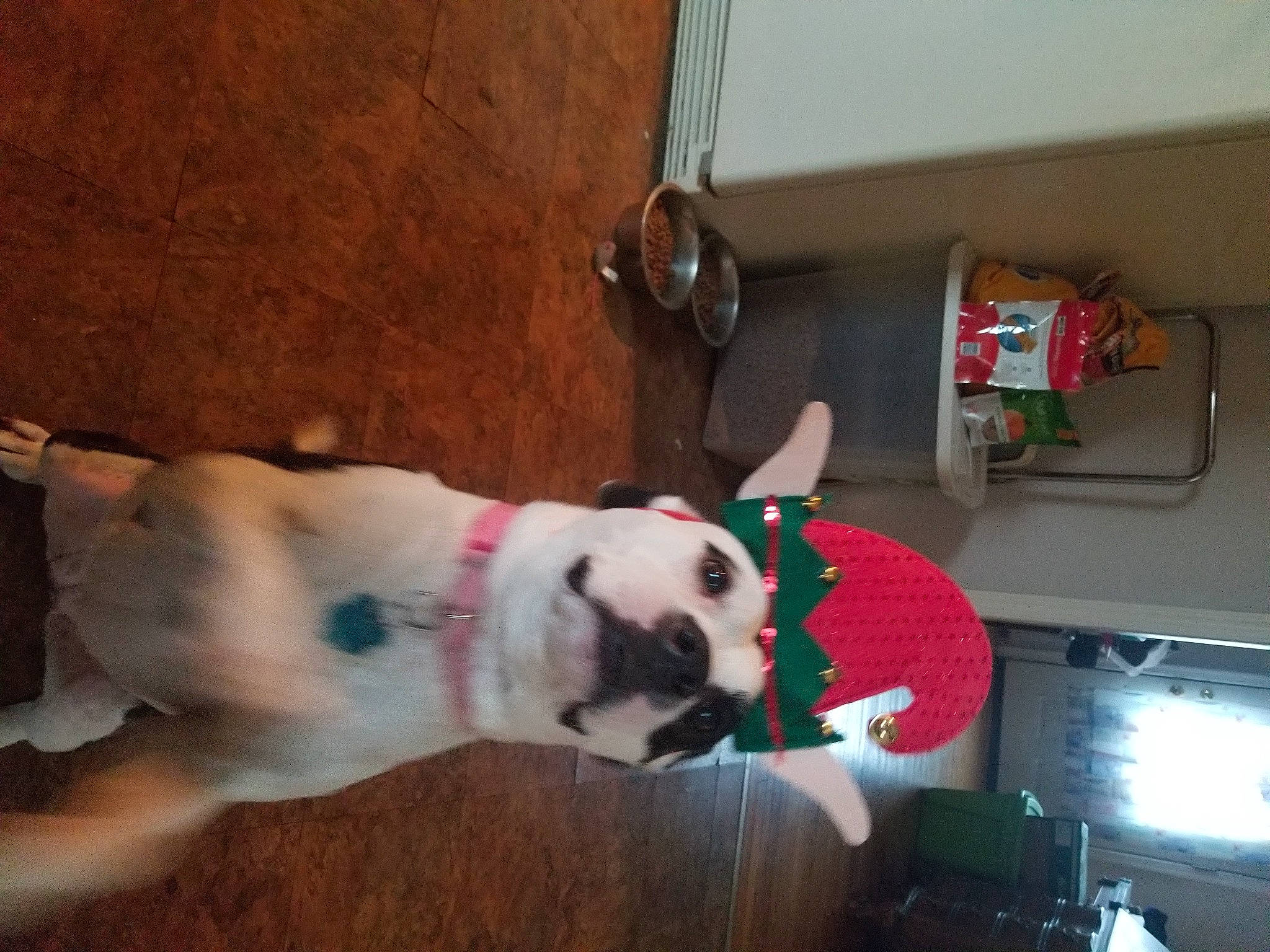 Lucy is registered to the contest to win money with this photo: ball, carnivore, collar, companion_dog, dog, dog_breed, fawn, felidae, flooring, fur, hardwood, paw, room, shelf, small_to_medium_sized_cats, sporting_group, tail, whiskers, wood, working_animal