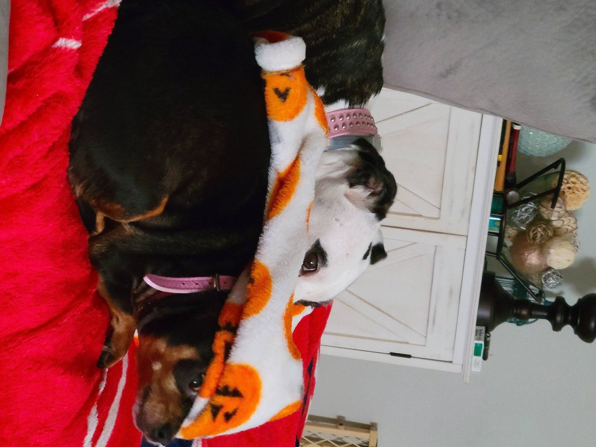 Lucy is registered to the contest to win money with this photo: canidae, carnivore, collar, comfort, companion_dog, dog, dog_breed, dog_collar, dog_supply, fawn, fur, guard_dog, leash, liver, orange, pet_supply, snout, sporting_group, tail, working_animal