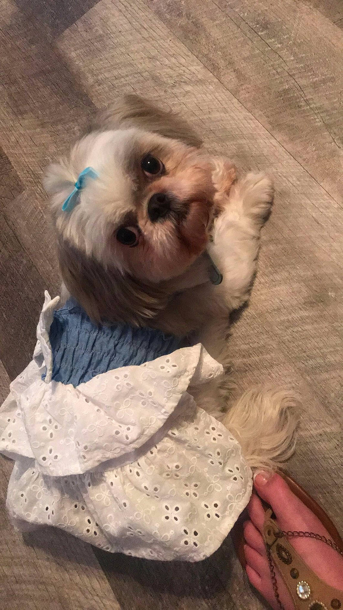 Bella Grace joined the competition — help win amazing prizes! bow_tie, canidae, carnivore, companion_dog, dog, dog_breed, dog_clothes, dog_supply, fashion_accessory, fawn, fur, small_terrier, snout, sporting_group, terrier, toy, toy_dog, whiskers, wig, working_animal