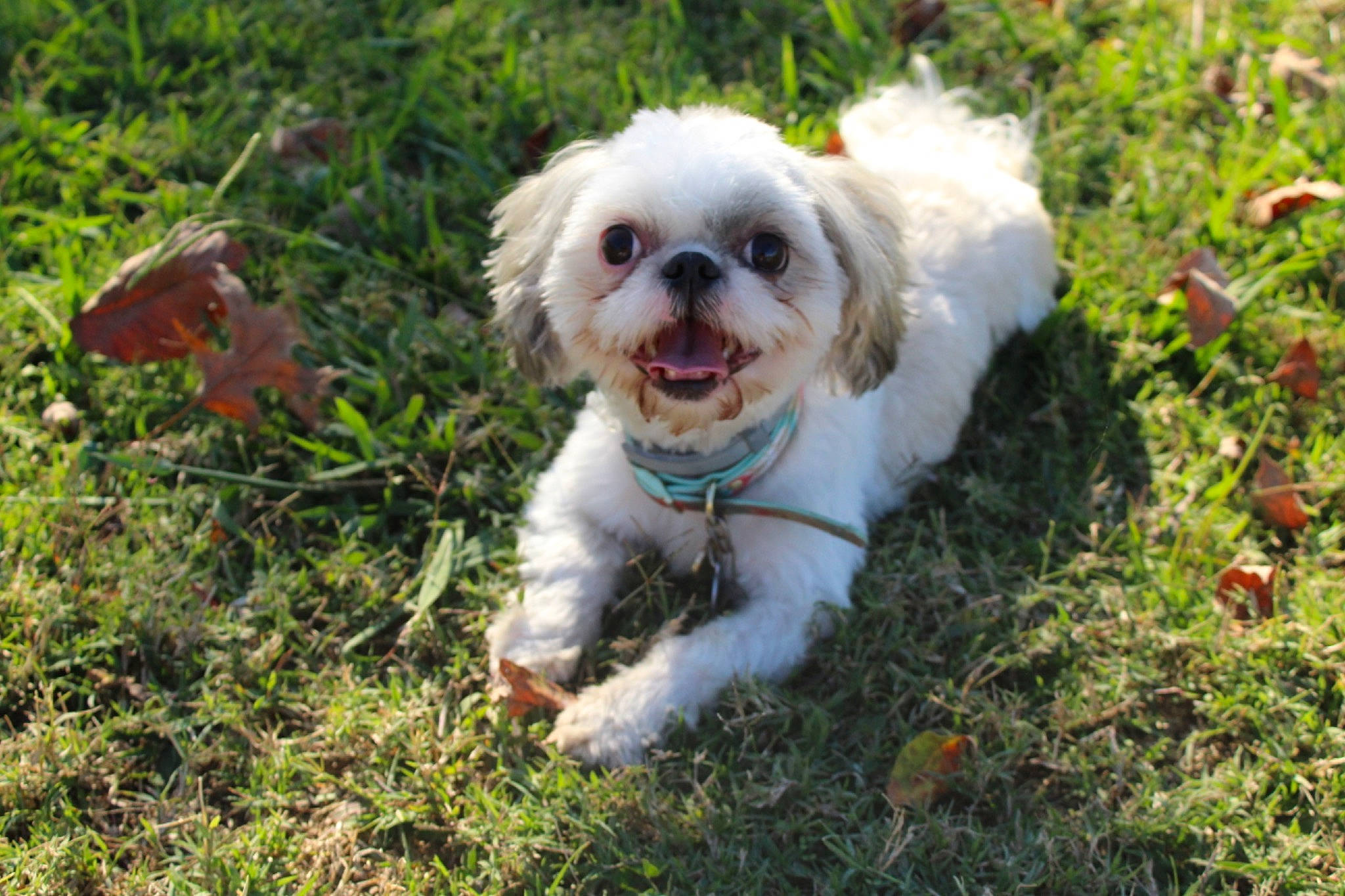 Bella Grace is registered to the contest to win money with this photo: canidae, carnivore, companion_dog, dog, dog_breed, dog_clothes, dog_supply, fawn, fur, grass, mal_shi, maltepoo, personal_protective_equipment, plant, small_terrier, snout, sporting_group, terrier, toy_dog, working_animal