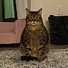 cat, tabby, indoor, carpet, furniture, pink_chair, bag, wall_outlet, pet, animal, fur, sitting, looking_at_camera, home_interior, floor, domestic_cat, whiskers, ears, eyes, tail