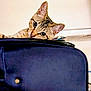 Monster is registered to the contest to win money with this photo: cat, tabby, curious, peeking, suitcase, blue, fur, ears, whiskers, indoor, pet, animal, closeup, face, eyes, travel, luggage, feline, resting, watchful