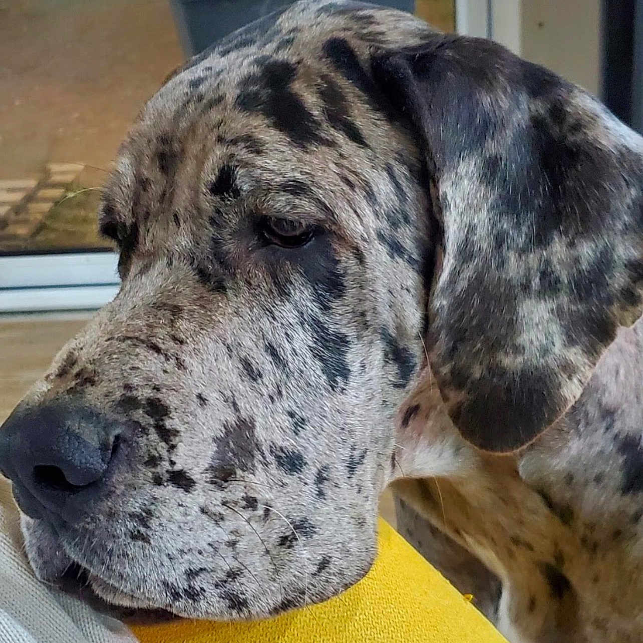 Taïna participe au concours pour gagner de l'argent avec cette photo : animal, canine, dog, greatdane, hound, pet, puppy