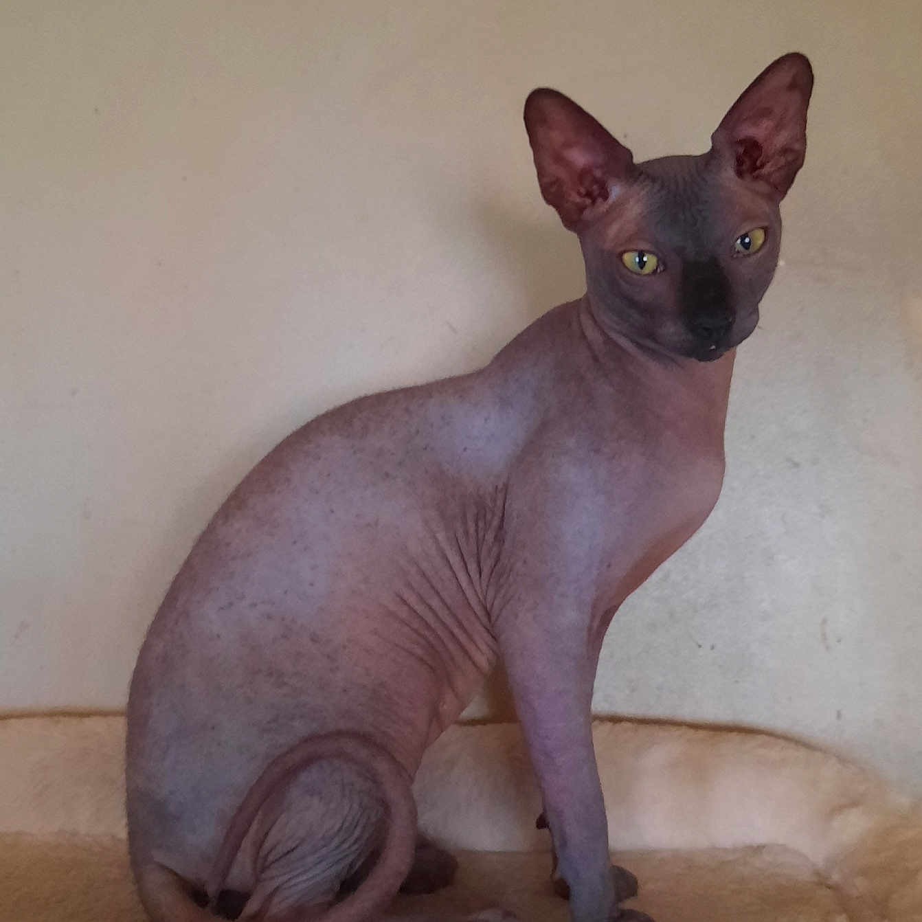 Eliote participe au concours pour gagner de l'argent avec cette photo : abyssinian, animal, cat, egyptiancat, pet, siamese