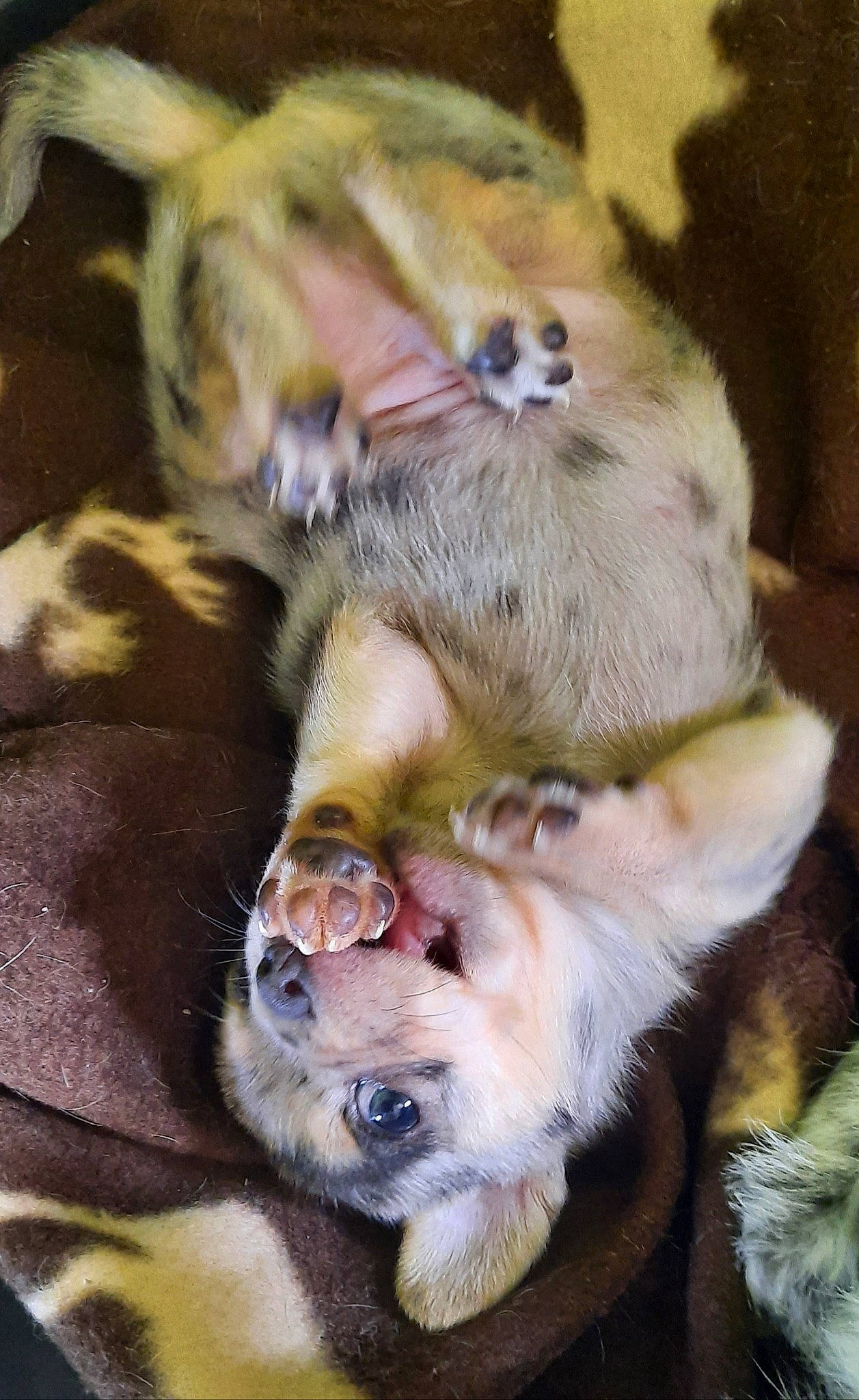 Youme a rejoint le concours — aidez-le/la à gagner de superbes lots ! canidae, carnivore, companion_dog, dog, dog_breed, golden_retriever, mammal, non_sporting_group, puppy, puppy_love, sporting_group, vertebrate